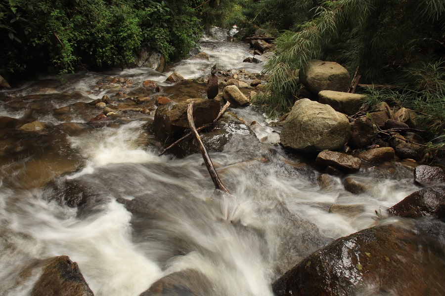 Detalle de hojas de Palma de Cera