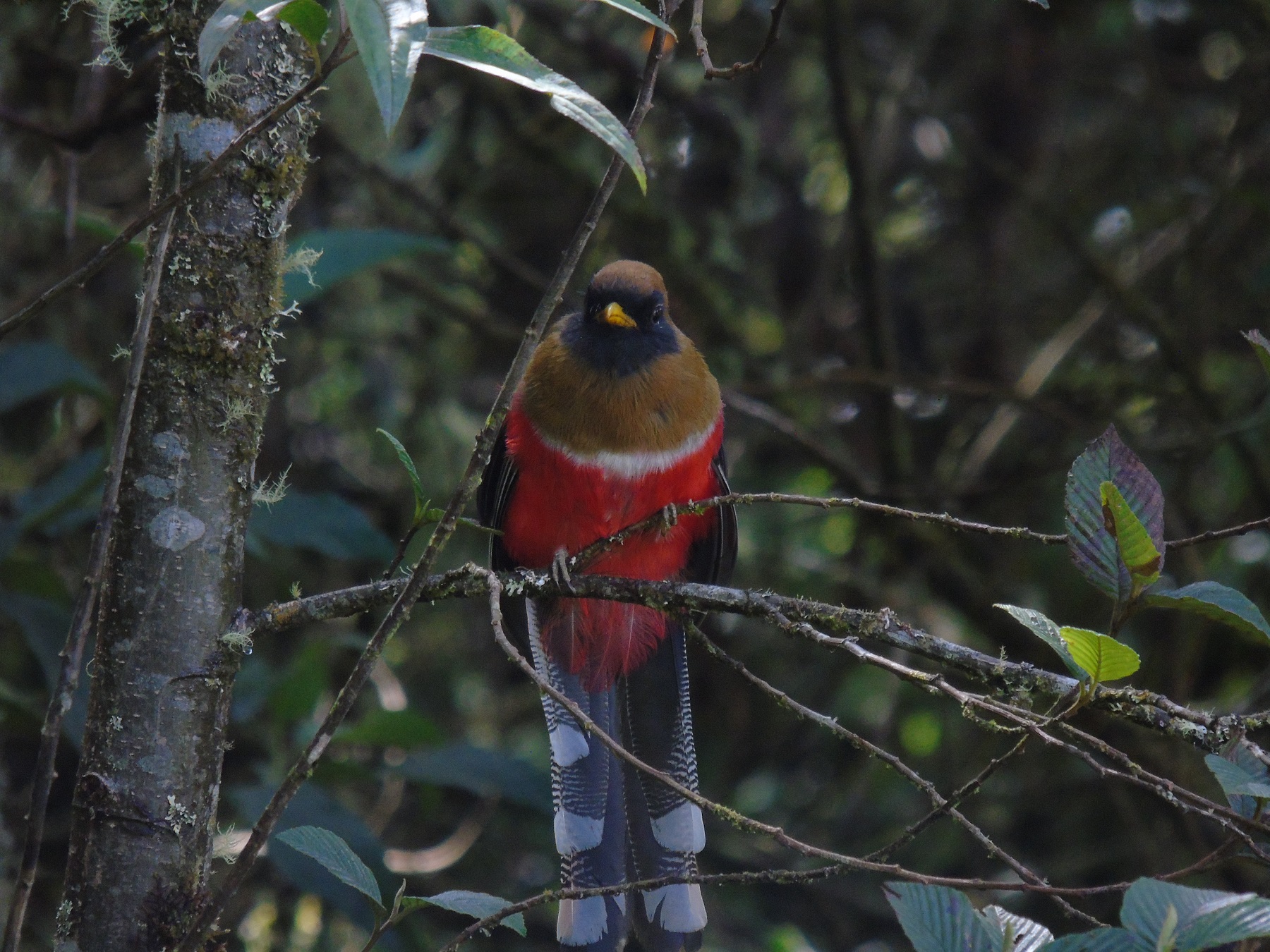 Guagua alimentándose en el bosque