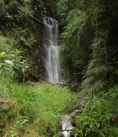 Guagua descansando entre la vegetación