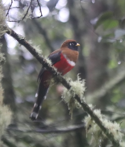 Huellas de Guagua en el sendero del páramo