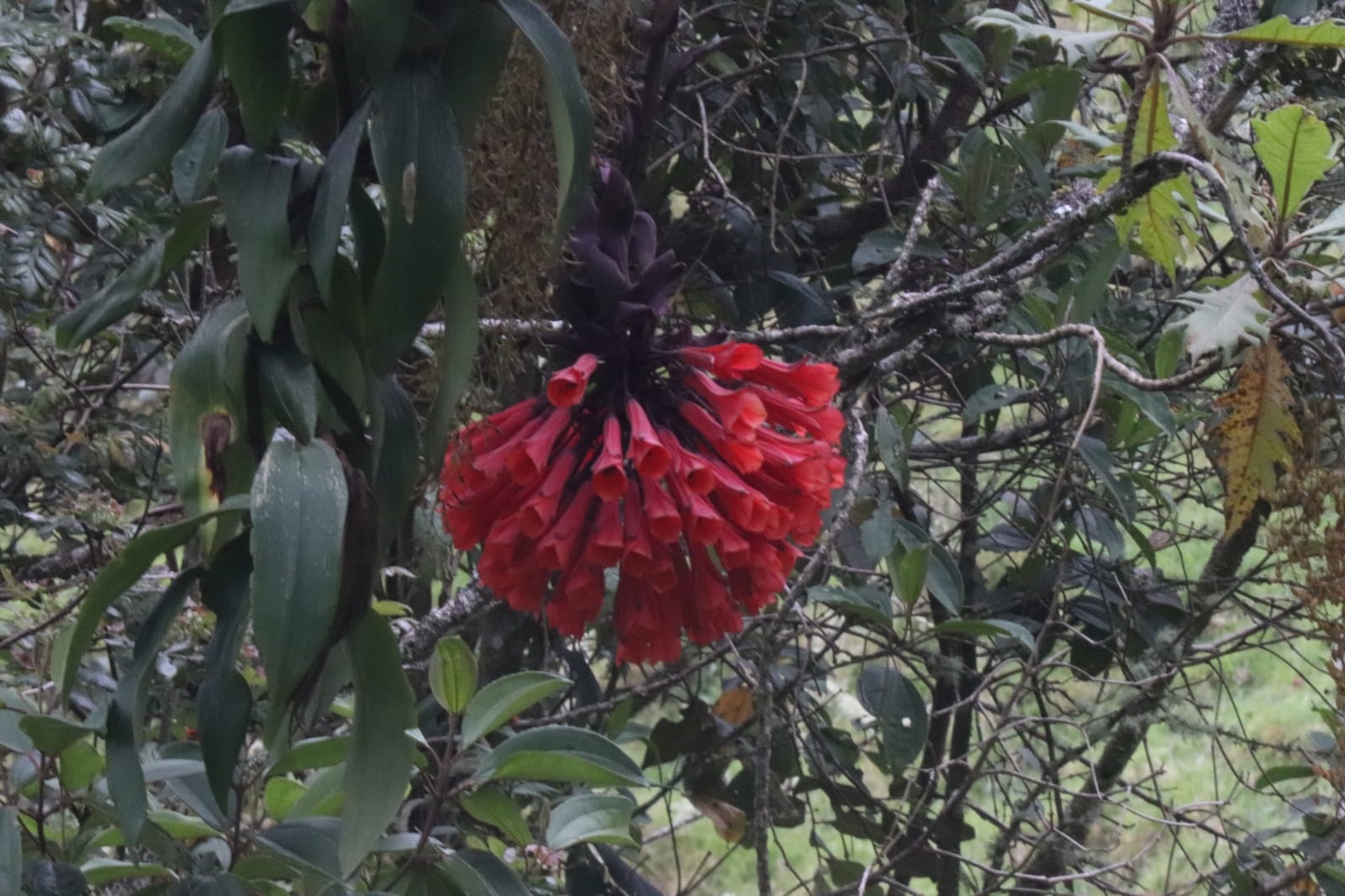 Primer plano de una Guagua de Páramo